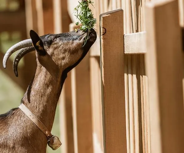 Daire Muchas Schönwies